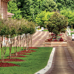 Load image into Gallery viewer, NEO