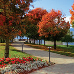 Load image into Gallery viewer, RONDO SOLAR